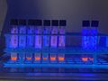 Mycobacteria Growth Indicator Tube (MGIT) samples in ultraviolet light