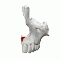 Animation of anterior nasal spine of maxilla