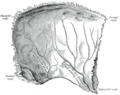 Illustration of the brain with arachnoid granulations