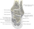 Lateral plantar nerve