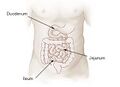 Diagram of the small intestine