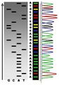 Radioactive Fluorescent Seq