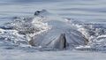 Sperm whale blowhole