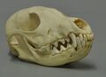 Arctic fox specimen