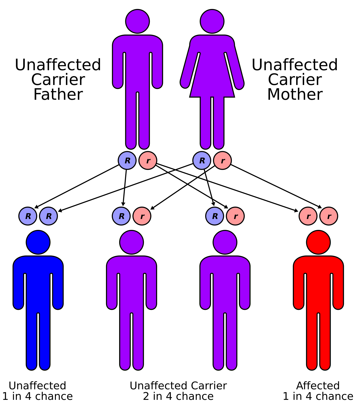 Autosomal recessive inheritance pattern