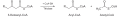 Beta-Oxidation4