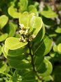Chrysobalanus icaco inflorescence