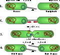 Digestion