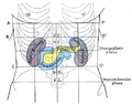 Position of the duodenojejunal flexure