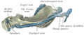 Gray's Anatomy Plate 181