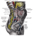 Gray's Anatomy illustration of the renal plexus