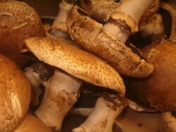 Portobello_mushrooms