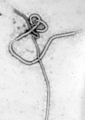 RVSV-ZEBOV vaccine