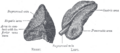 Suprarenal veins and their connections