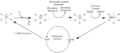 Methionine Synthase Reductase Pathway