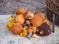 A variety of mushrooms, often used in cooking for their umami flavor.