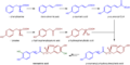 Rosmarinic acid biosynthesis