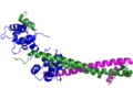 Ribbon diagram of Troponin