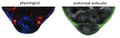 Multispectral optoacoustic tomography