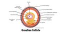 Graafian Follicle Labelled