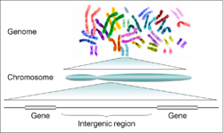 Human genome