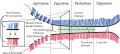 Synaptonemal Complex