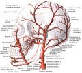External carotid artery with branches