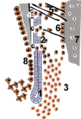 Hertwig's epithelial root sheath