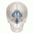 Animation of human ventricular system