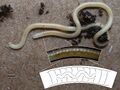 Illacme plenipes female with 170 segments and 662 legs