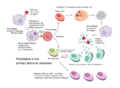 Immune system