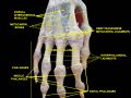 Right hand. Deep dissection. Posterior (dorsal) view.