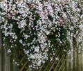 Common Jasmine flowers