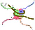Histone tails set for transcriptional repression