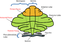 Cerebellar vermis