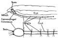 Earthworm nervous system