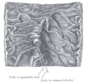 Pancreatic duct anatomy