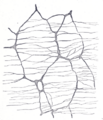 Gray's Anatomy illustration of the myenteric plexus