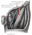 Transverse section of the spermatic cord