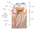 Diagram of a human tooth