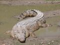 Saltwater Crocodile (Maximo)