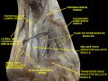 Fibularis brevis