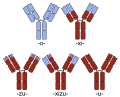 Diagram of chimeric and humanized antibodies