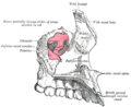 Incisive canals