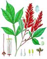 Quassia amara - Köhler's Medizinal-Pflanzen