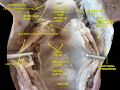 Middle pharyngeal constrictor muscle