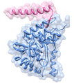 Tyrosine hydroxylase from rat showing two of its domains