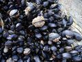 Cornish Mussels