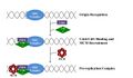 Eukaryotic Pre-Replication Complex