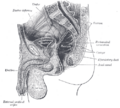 Detailed anatomy of the pubic symphysis